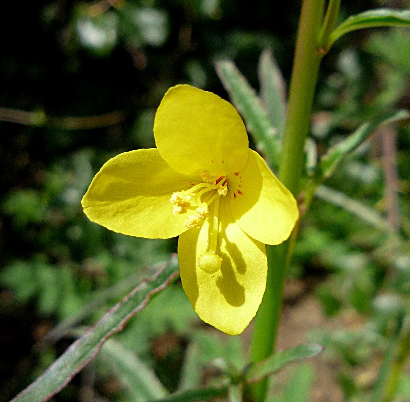 High Resolution Eulobus californicus Flower